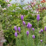 Liatris spicata Violet - Plume du Kansas
