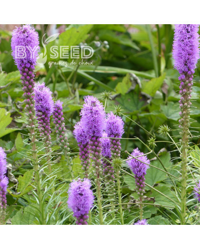 Liatris spicata Violet - Plume du Kansas
