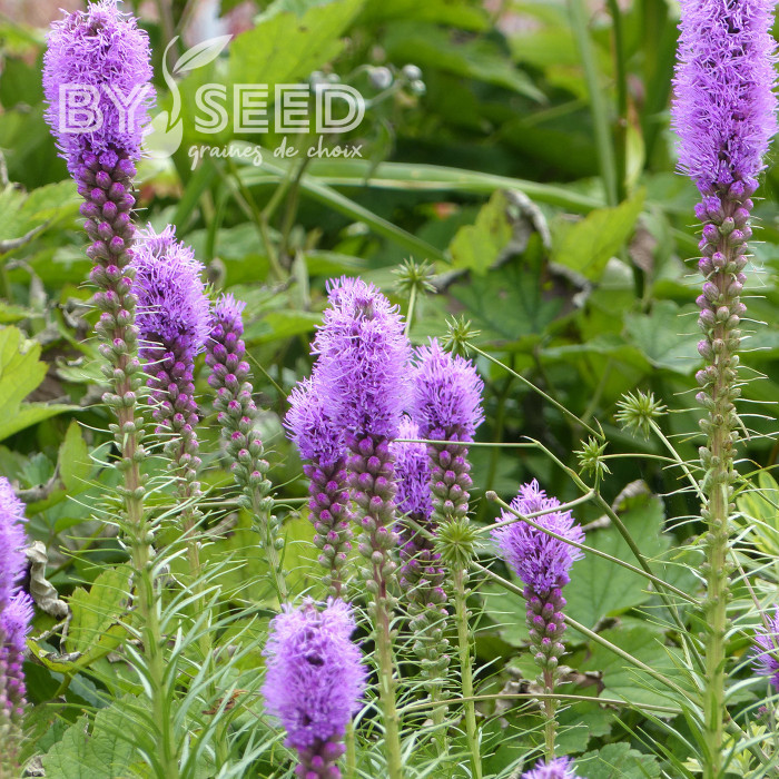 Liatris spicata Violet - Plume du Kansas
