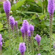 Liatris spicata Violet - Plume du Kansas