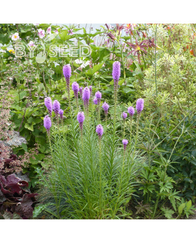 Liatris spicata Violet - Plume du Kansas
