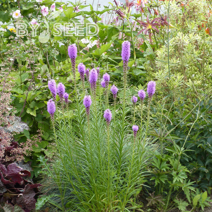 Liatris spicata Violet - Plume du Kansas