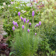Liatris spicata Violet - Plume du Kansas