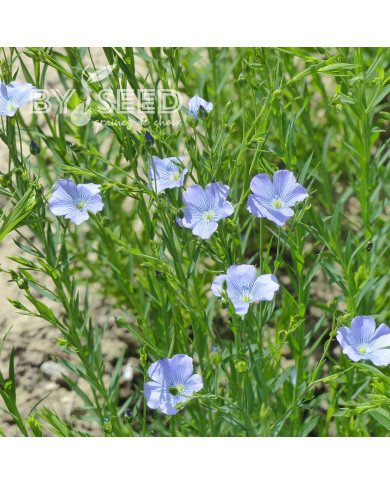 Lin annuel Blue Dress