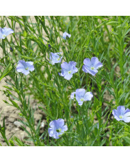 Liatris spicata Violet - Plume du Kansas