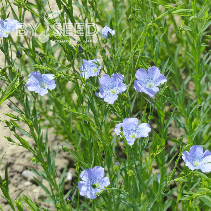 Lin annuel Blue Dress
