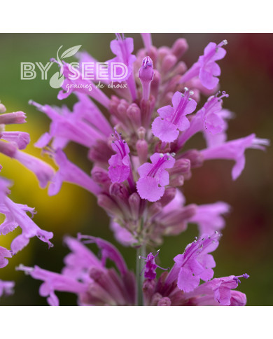 Agastache cana Heather Queen