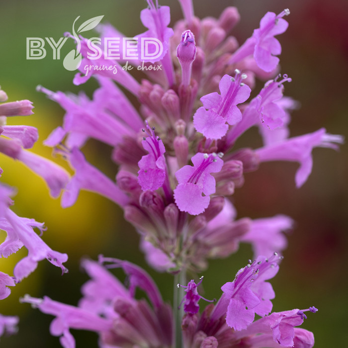 Agastache cana Heather Queen