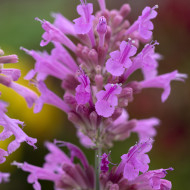 Agastache cana Heather Queen