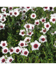 Lin annuel Blue Dress