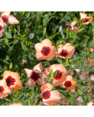 Lin vivace Blanc - Linum perenne Album