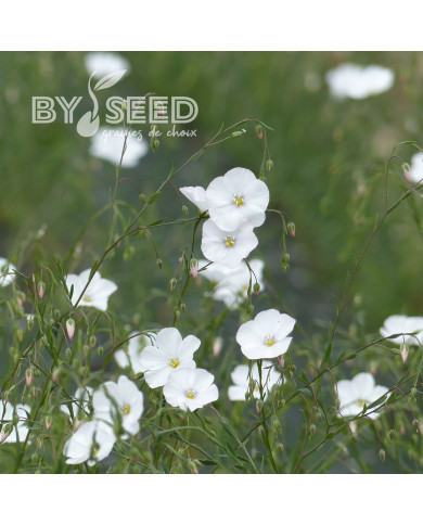 Lin vivace Blanc - Linum perenne Album