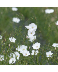 Lin vivace Bleu - Linum perenne
