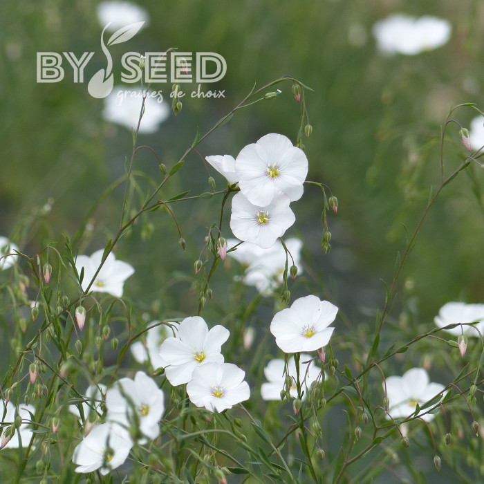 Lin vivace Blanc - Linum perenne Album