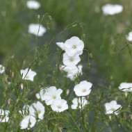 Lin vivace Blanc - Linum perenne Album