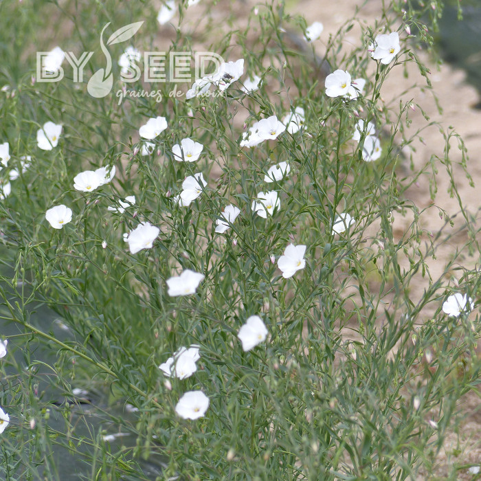 Lin vivace Blanc - Linum perenne Album