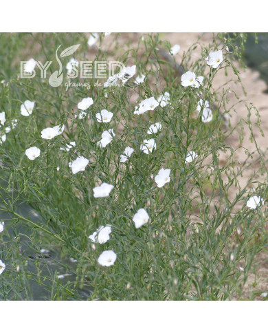 Lin vivace Blanc - Linum perenne Album