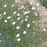 Lin vivace Blanc - Linum perenne Album