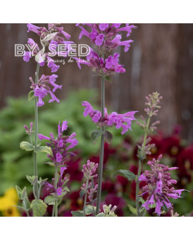 Agastache cana Heather Queen