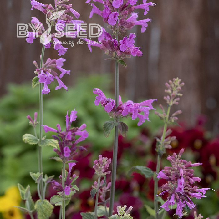 Agastache cana Heather Queen