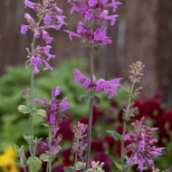 Agastache cana Heather Queen