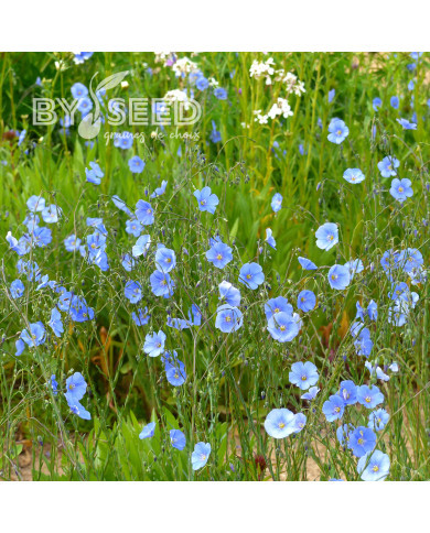 Lin vivace Bleu - Linum perenne