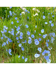 Lin vivace Blanc - Linum perenne Album