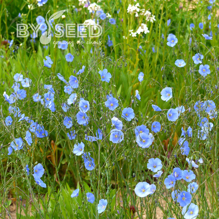 Lin vivace Bleu - Linum perenne