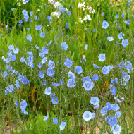 Lin vivace Bleu - Linum perenne