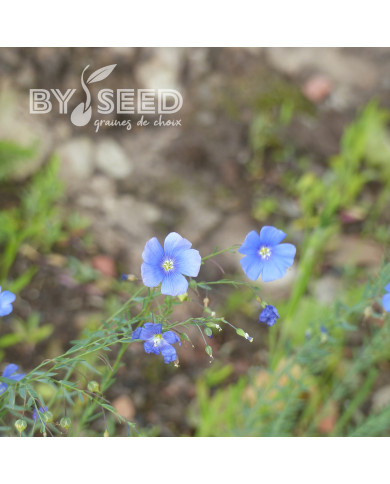 Lin vivace Bleu - Linum perenne