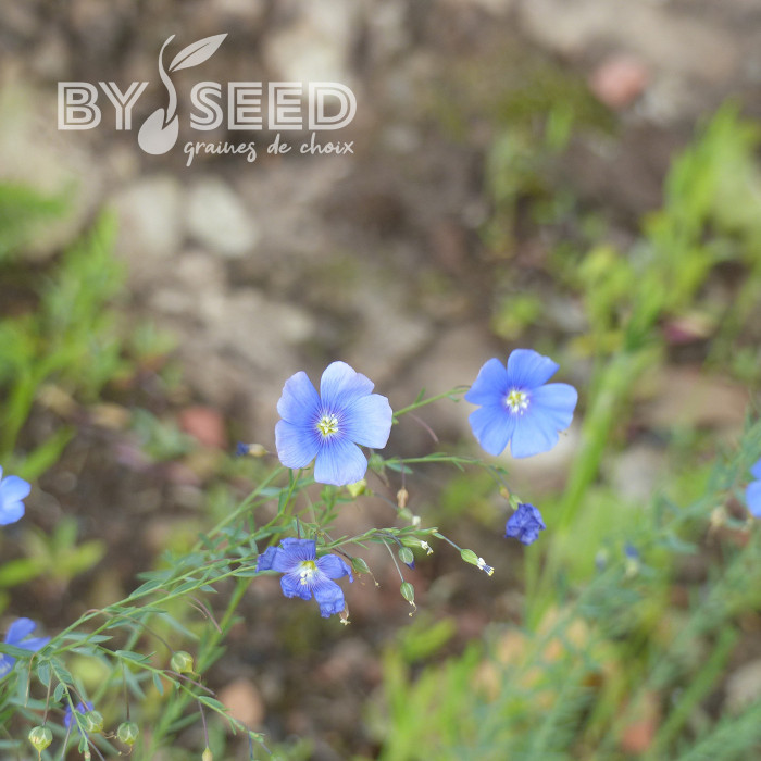 Lin vivace Bleu - Linum perenne