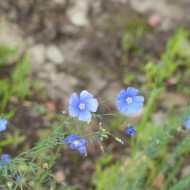 Lin vivace Bleu - Linum perenne