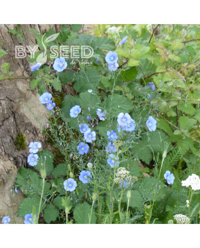 Lin vivace Bleu - Linum perenne