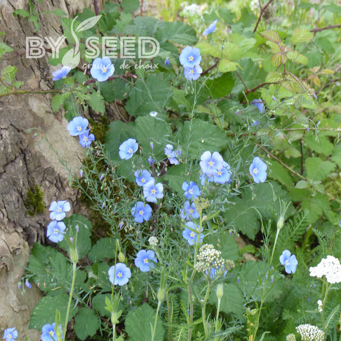 Lin vivace Bleu - Linum perenne