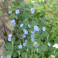 Lin vivace Bleu - Linum perenne