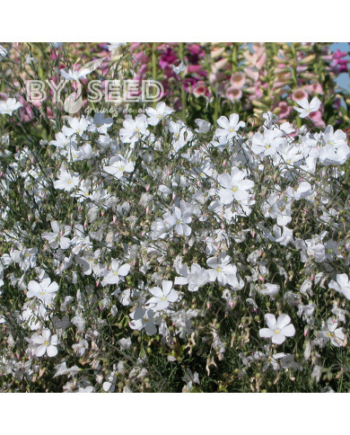 Lin vivace nain Diamant blanc