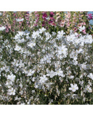 Lin vivace Bleu - Linum perenne