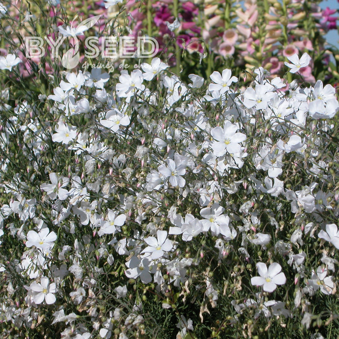 Lin vivace nain Diamant blanc