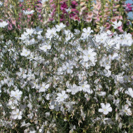 Lin vivace nain Diamant blanc