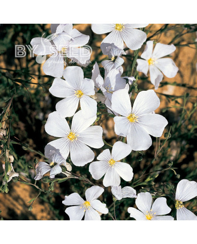 Lin vivace nain Diamant blanc