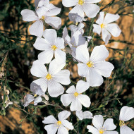 Lin vivace nain Diamant blanc