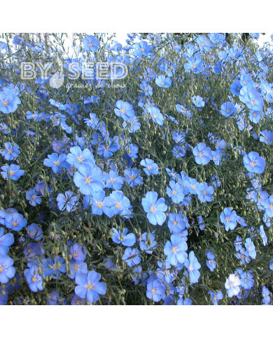 Lin vivace nain Saphir bleu