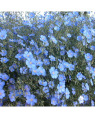 Lin vivace nain Diamant blanc