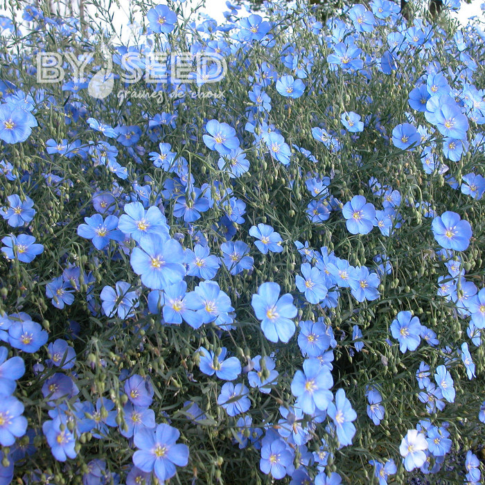 Lin vivace nain Saphir bleu