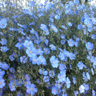 Lin vivace nain Saphir bleu