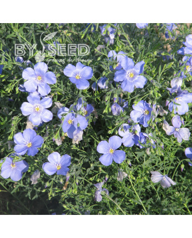 Lin vivace nain Saphir bleu