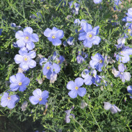 Lin vivace nain Saphir bleu