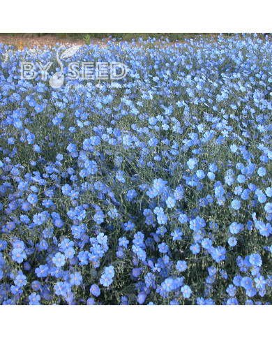 Lin vivace nain Saphir bleu