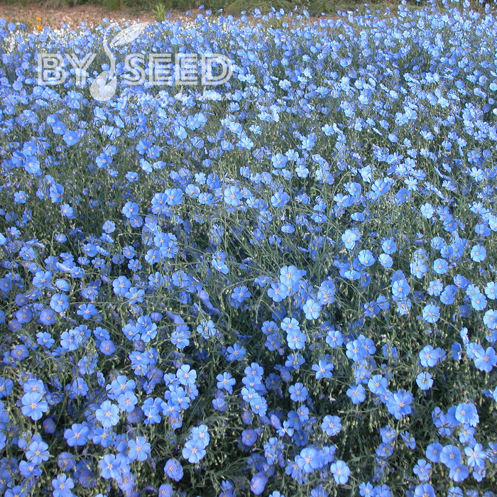 Lin vivace nain Saphir bleu