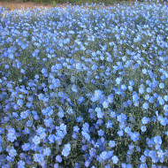 Lin vivace nain Saphir bleu